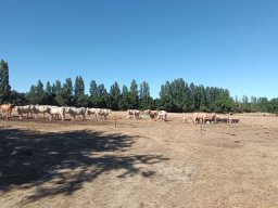 2026-07-05 - beaufou (04)